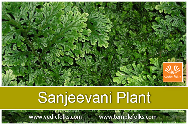 Sanjeevani Plant 600x400
