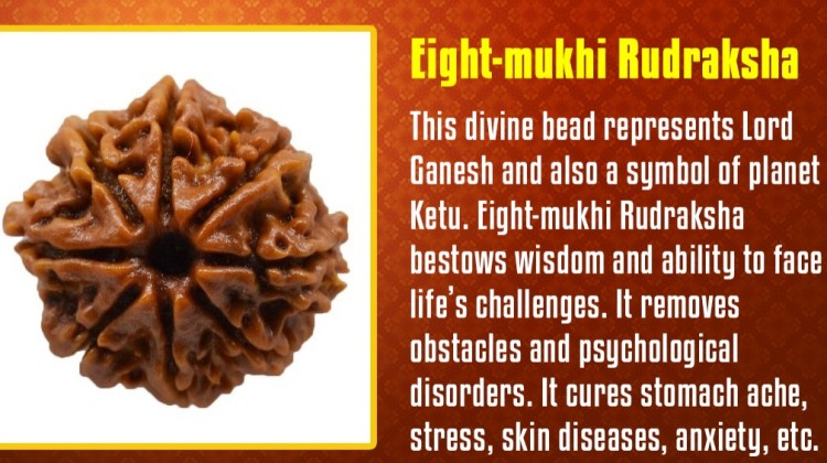 Eight-Mukhi Rudraksha